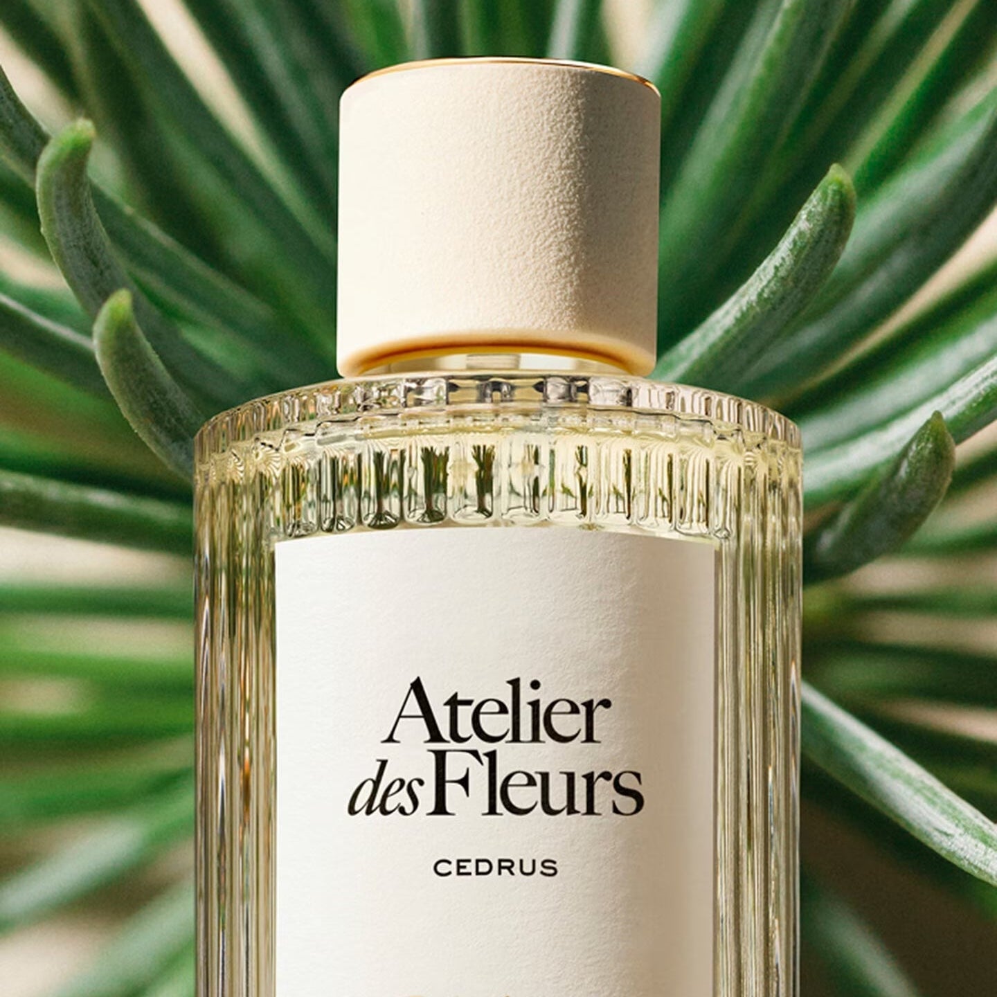 Chloé Atelier des Fleurs Cedrus Unisex Eau de Parfum - 150ml